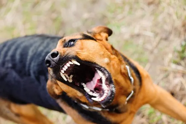 Comment rendre un chien agressif ?