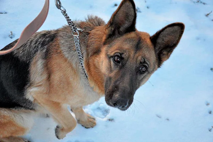Comment bien étrangler son chien