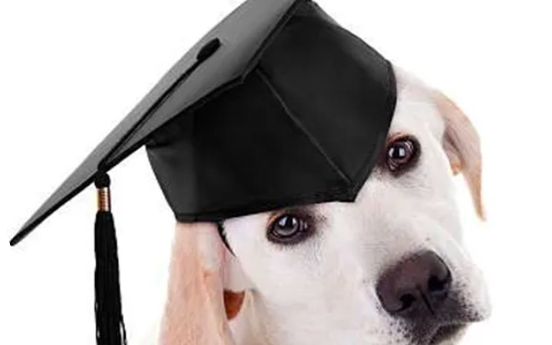 Quelle est LA meilleure méthode en éducation canine ?