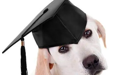 Quelle est LA meilleure méthode en éducation canine ?